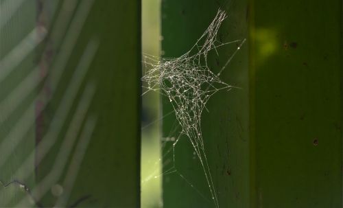 web spiderweb nature