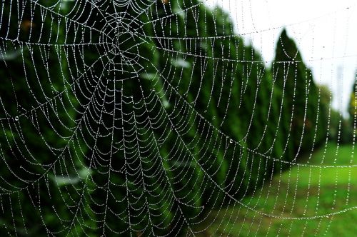 web dew drops dawn