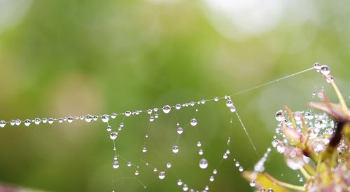 web dew rain drops