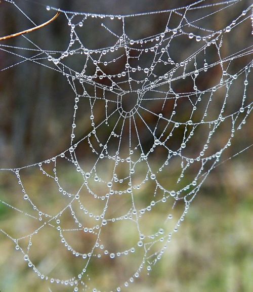 web spider drops