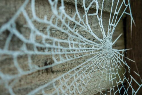 web nature spider