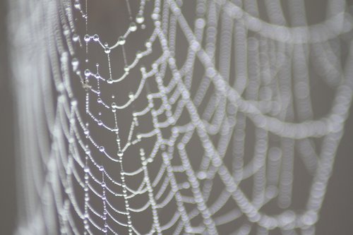 web  spiderweb  water