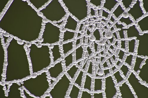 web  frozen  frost