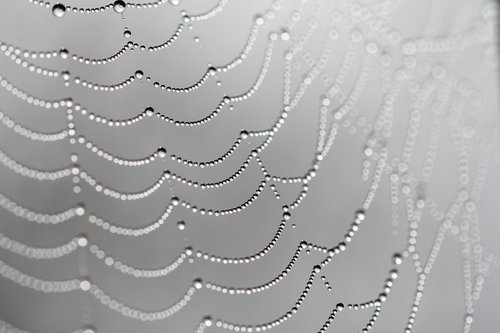 web  spiders web  dew