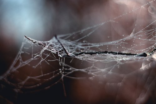 web  branch  winter