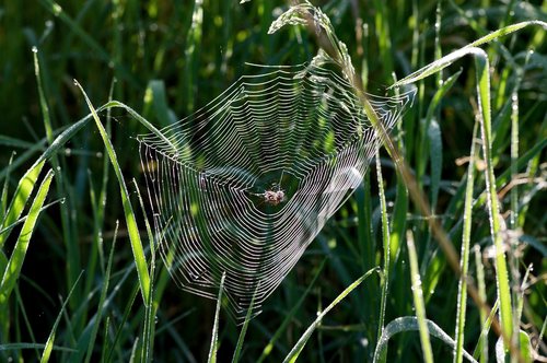 web  in the grass  at dawn