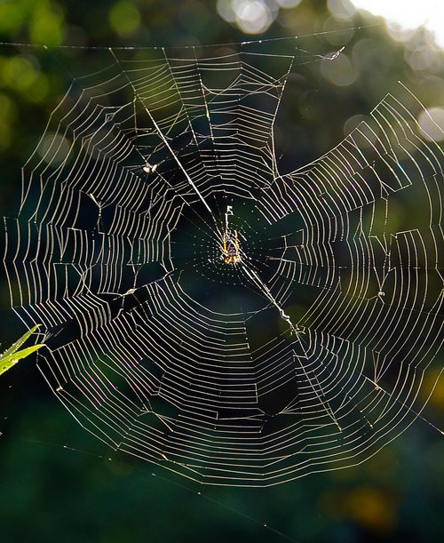 web  spider  trap