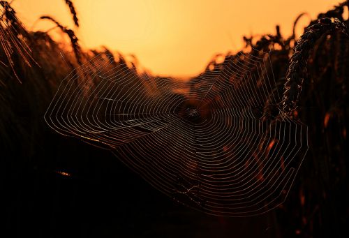 web daybreak spider