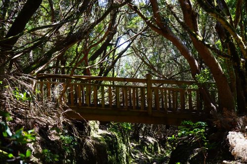 web bridge forest