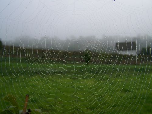 web autumn fog