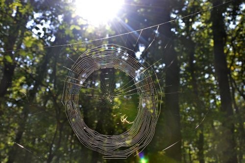 web autumn forest