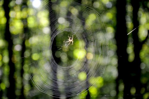 web autumn forest