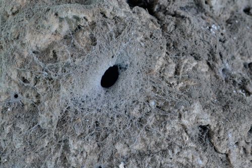 web texture spider's nest