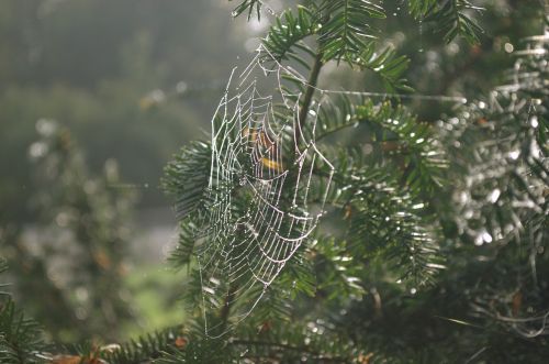 web summer park