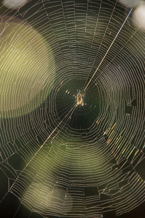 web spider trap