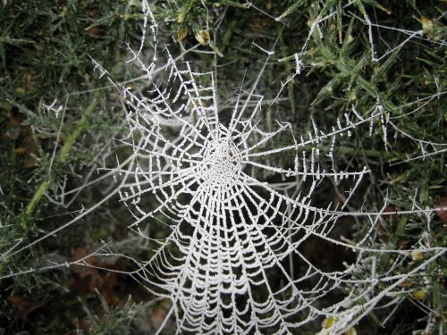 web spider frost