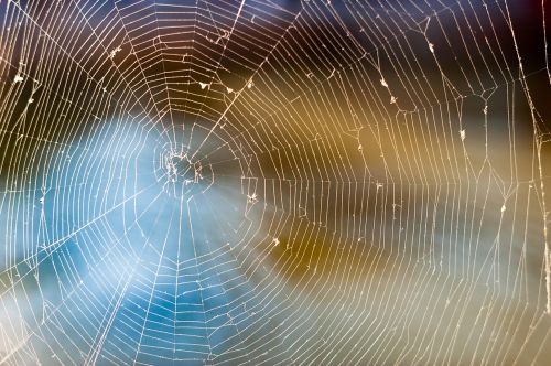 web spider nature