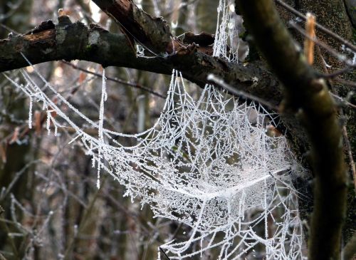web spider morning gel