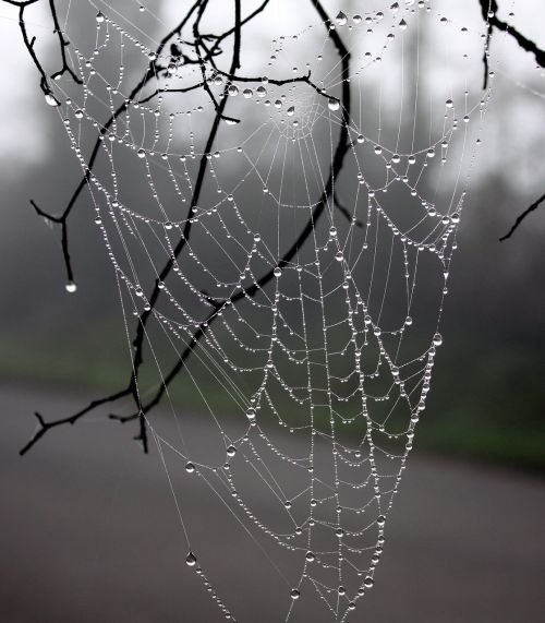 web spider dew winter tree