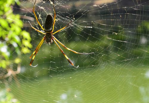 webs ivy arachnid