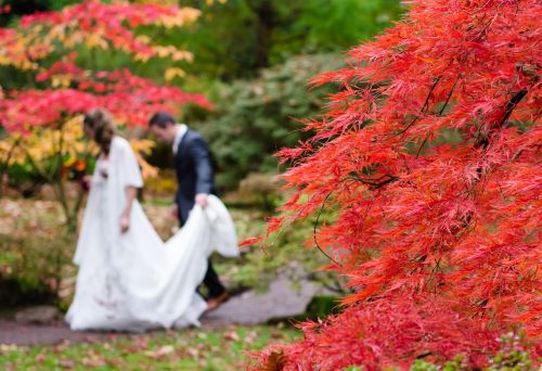 wedding maple japan