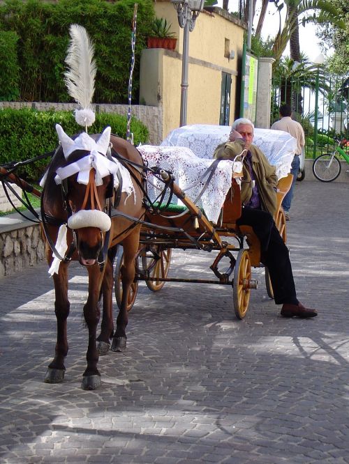 wedding horse white