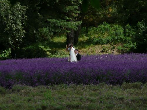 wedding photographer lavender