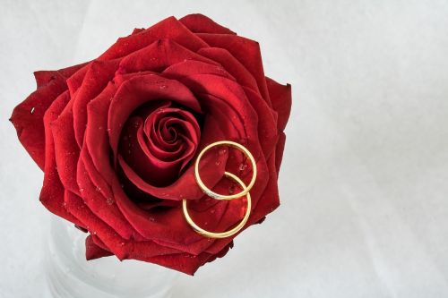 wedding rings rose rings