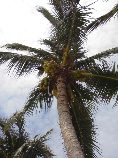 wedel palm leaf
