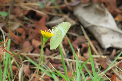 wedelia  nature  flower