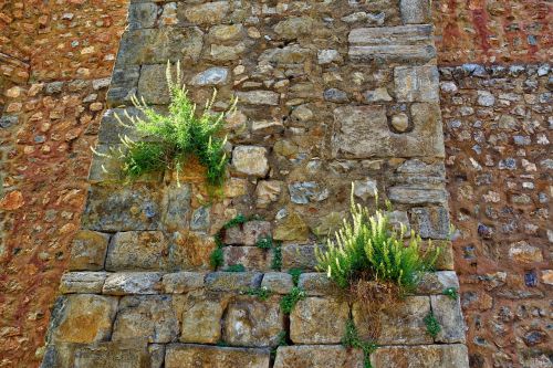 weed plants wall