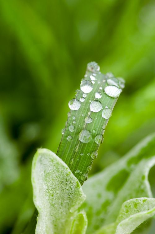 weed drop of water macro photography
