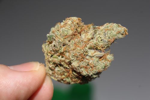 weed cannabis marijuana