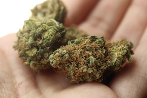 weed cannabis marijuana