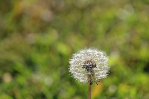 weed flower dandelion