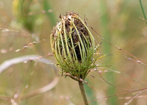 weed nature grass