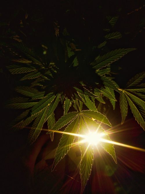 weed chronic marijuana