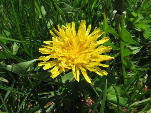 weed  dandelion  yellow