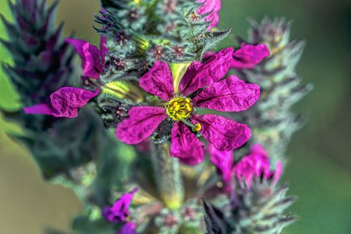 weed  bloom  gardening