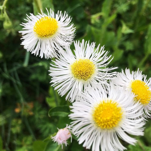 weed  flowers  macro