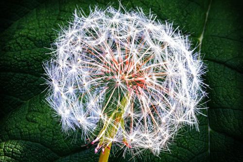 weed dandelion nature
