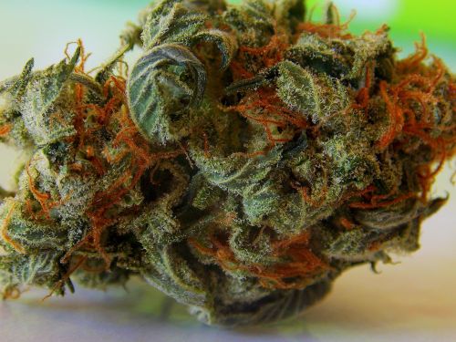 weed marijuana cannabis