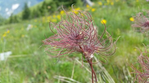 weeds plants nature