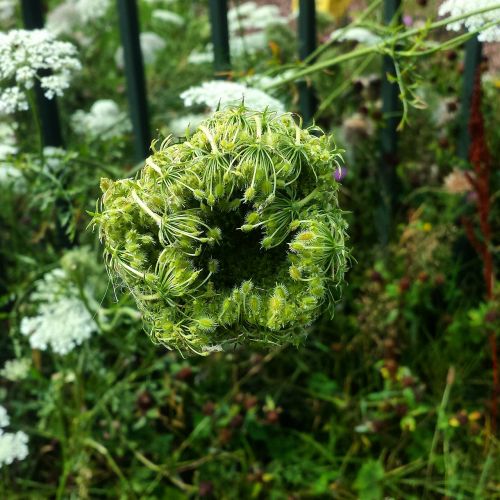 weeds nature plants