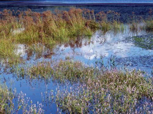 weeds water lake