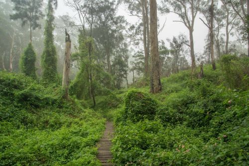 weeds path mist