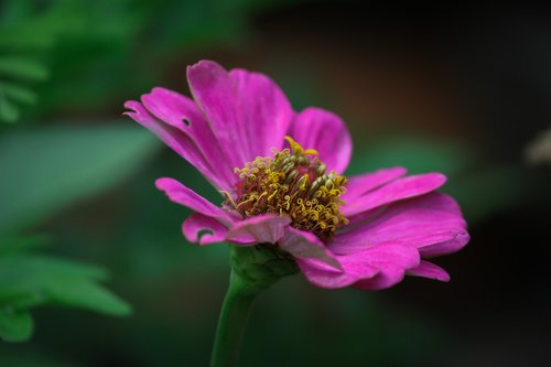 weeds  beautiful  flower