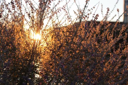 weeds sunset grass