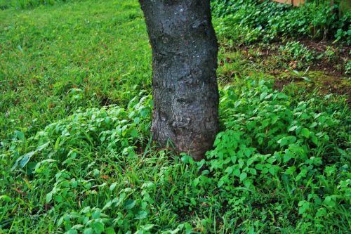 Weeds At Base Of Tree