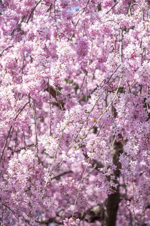 weeping cherry tree cherry flowers